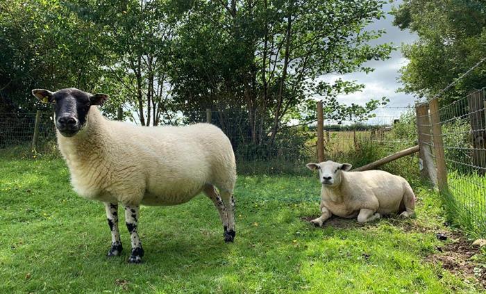 Two sheep on grass. One standing up and one sitting down, both looking at the camera.
